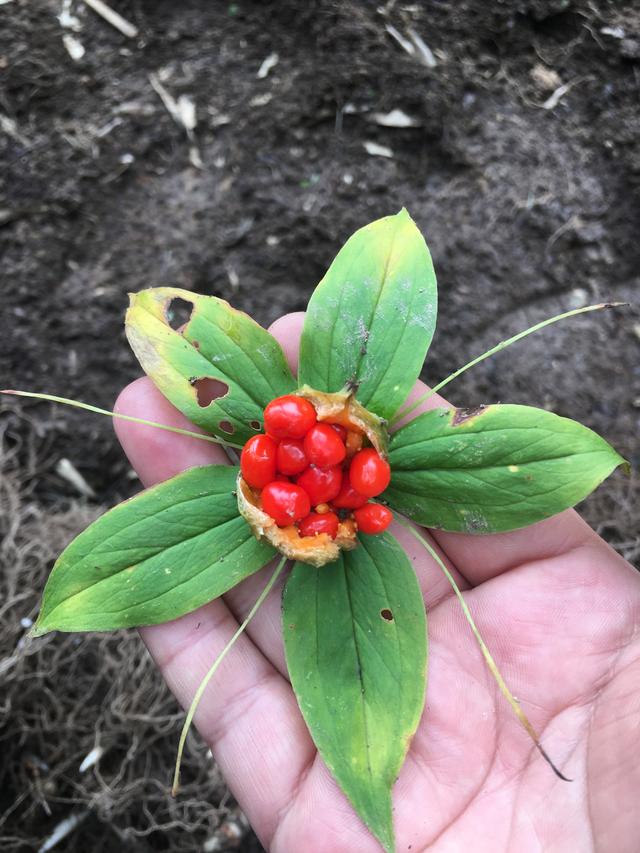 七叶一枝花(重楼)的种植方法