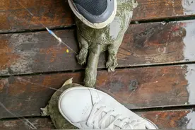 浙江一人工湖成“鳖湖”，下雨后甲鱼岸边乱爬，钓鱼人：钓了好多图片