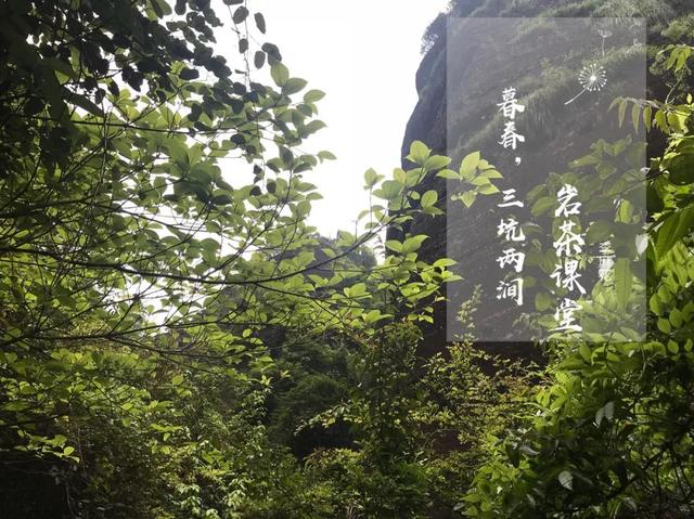 武夷岩茶有涩味，汤水浑浊，这是怎么回事？