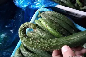 买黄瓜：挑直的还是弯的好？老菜农：掌握这5点，再买就不会错了图片