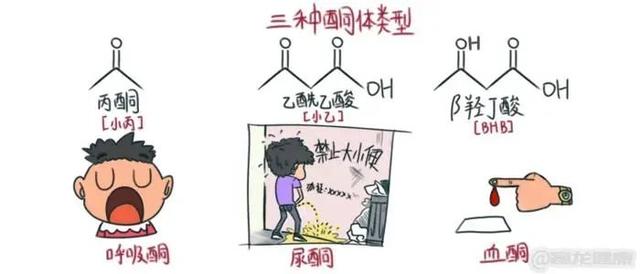 什么是酮体？我一直生酮，为什么酮体越来越低了？
