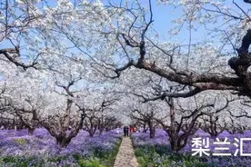 共赴一场美丽的约会图片