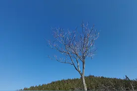 初冬天气晴好，驱车富平县寻访“唐五陵”图片