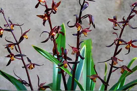 新手兰友，建议养一盆墨兰企黑，好养易开花，开品漂亮香味浓图片