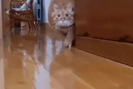 竹莲说搞笑图片：恐怖的巨型大花猫来了，快走开，你太恐怖了图片