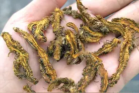 林下种黄连，亩产值超过30000元——黄连种植技术简述图片