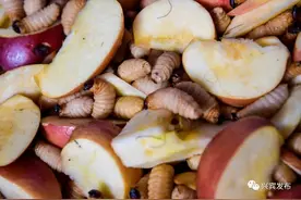 竹鼠场地养竹虫 成功转型生意红图片