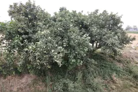 种植苹果树要想高产，正确的浇水，你了解吗？图片