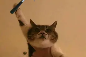 猫咪表情包（3）：Power图片