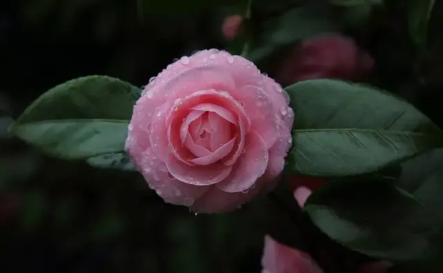 50种花卉配50首古诗，花有清香，诗有音韵，让人陶醉