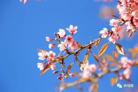 【关注】汪桥镇“思乡谷•樱花节”兑奖细则来啦！奖“汪桥八珍”图片