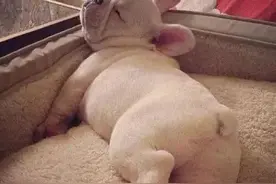 为什么男性不宜趴着睡觉？图片