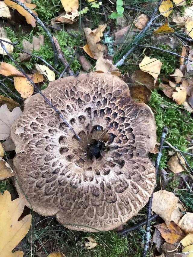 别再提见手青了!收好这份无毒野生菌鉴马上开吃