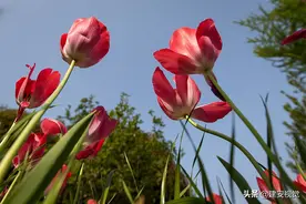 “冤枉”了百年的郁金香，郁金香为什么变成了藏红花？图片