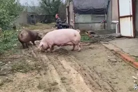 河南老王卖两头1080斤大肥猪，猪价2.5元/斤，亏不亏？图片