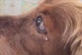 狗狗生病带去医院，主人交费时狗以为自己被丢弃了，原地默默流泪图片