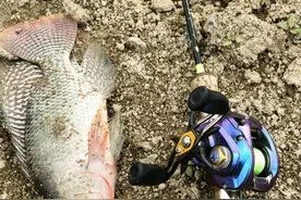 繁殖季，广东河道里罗非鱼躁动了起来，一两斤的大罗非随处可见图片