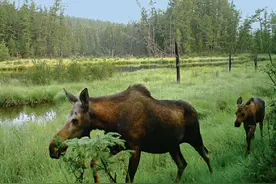 林草科普|驼鹿：典型泰加林居民图片