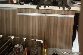 女主播家住30层遭遇猴子洗劫，猴子的战斗力有多强，打死犯法吗？图片