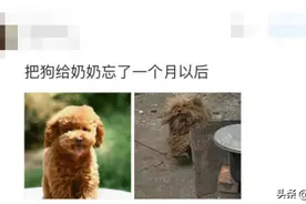 把狗狗给奶奶养一个月以后，都不知道它经历了什么，哈哈哈笑抽了图片