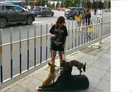 有了勇气，我一个人三条狗自驾西藏容易得像顺水推舟。图片