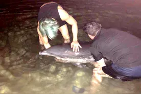 【视频+多图】250斤雌海豚受伤搁浅  多部门深夜联合救助图片