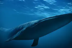 作为地球上的“巨无霸”，蓝鲸在海洋中有没有天敌？图片