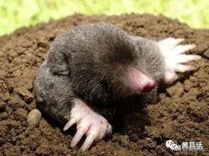 鼴鼠(地老鼠):潜行地下的小精灵