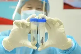 50只巨人恐蚁以快件的方式进入我国！最大的毒蚂蚁，有何可怕之处图片