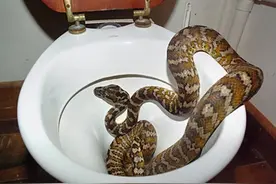 上厕所发现马桶中出现蛇！为什么蛇会从马桶中出现？图片