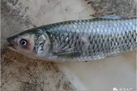 开春东北草鱼鱼瘟来了图片