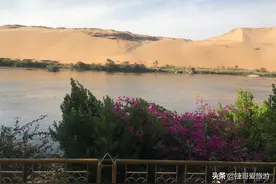 非洲 埃及 阿斯旺 阿斯旺植物园区图片