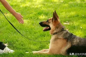 狗狗的7种本能了解吗？掌握它，狗狗的训练就会有的放矢图片