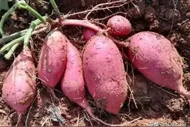 红薯苗还可以这样栽插——一叶一节短蔓栽插法图片