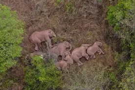 什么野大象，那是你象大爷图片