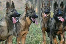 中国的骄傲：昆明犬，我不允许你还不认识它图片