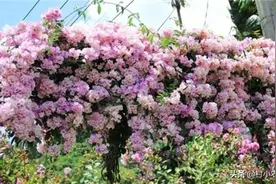农村这10种乘凉攀藤花卉，做成花墙美呆了，你家种了吗？图片