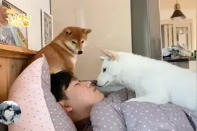 柴犬从小睡在主人身上，长大后悲剧了，还当自己是奶狗呢？图片
