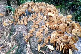 云南小乡镇迎蝴蝶爆发期 每年上亿只蝴蝶在这里破茧图片
