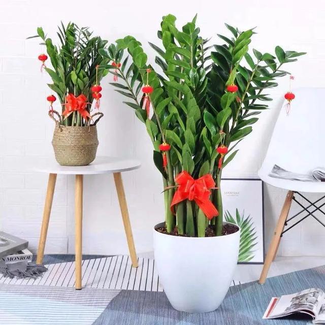 快过年了,6种"招财树"不能少,家里养几棵,招福又招财