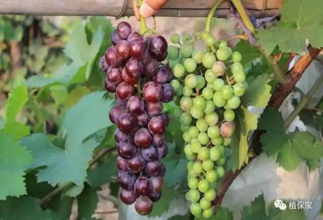 骗局？腐殖酸、海藻酸、甲壳素、鱼蛋白、氨基酸性能作用不一样