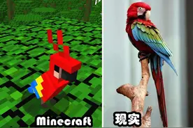 我的世界：鹦鹉到底能不能吃曲奇？这些鹦鹉的秘密你知道吗？图片