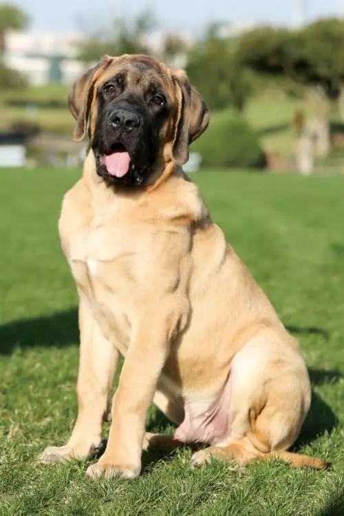 虎斑加纳利犬图片(加纳利犬图片及价格)_牧林森宠物网