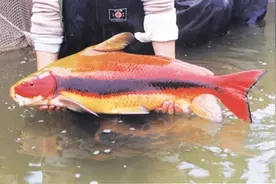 小时候很丑长大成为亚洲美人鱼，这种原生鱼，很多鱼友都有饲养图片