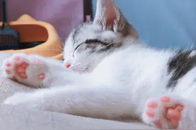 猫的肉垫作用不可小觑，颜色不一，猫的肉垫粉色和黑色的区别图片