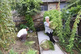 韭菜上什么肥长得黑亮又粗壮？菜农巧施三样肥，25天可长成图片