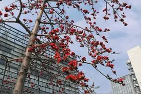 深圳“五月飘雪”让人烦恼！看看怎么“收拾”它……图片
