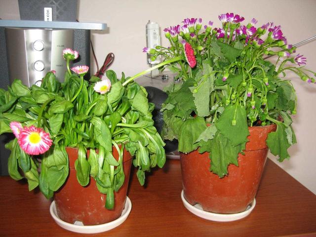 还在用网上的“生根粉”？这三种“小药片”泡水里，养花效果好！