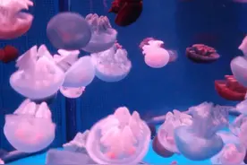 濒临灭绝的桃花水母现身云南，你是否了解它的前世今生？图片