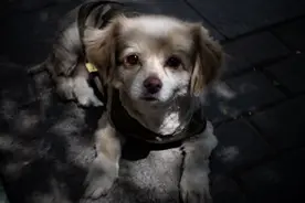 我在网上花38万克隆了一只狗，但它没有记忆……图片